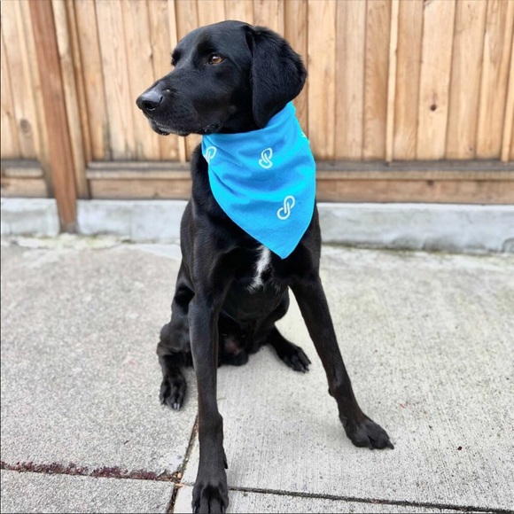 Pet/ human Bandana Poshfixings Exclusive New - Picture 4 of 12